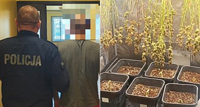 Kutno: 30-latek wpadł z plantacją marihuany. W mieszkaniu 160 gramów narkotyków