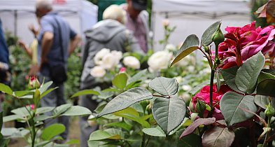 Piknik wśród róż w Kutnie: Eksperci radzą, jak dbać o królową ogrodów