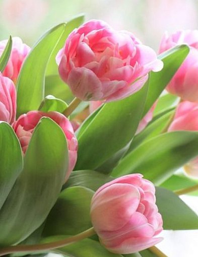 Gdzie najlepiej świętować Dzień Kobiet w Kutnie? [ANKIETA]