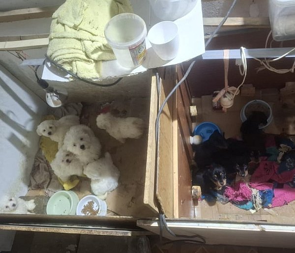 Dramat 44 małych psów i 3 kotów. Prokuratura aresztuje 52-latkę