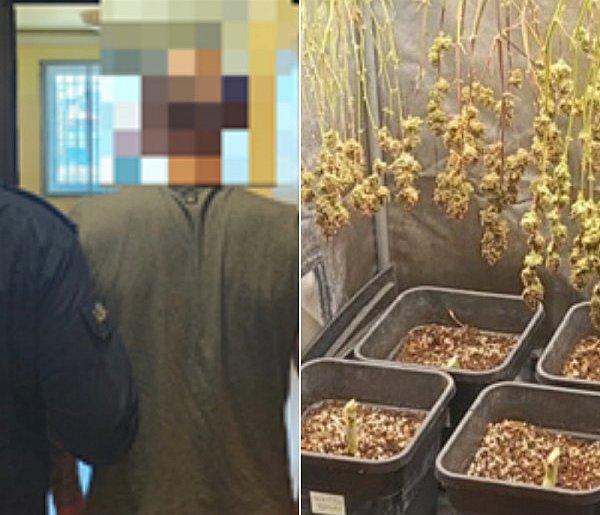 Kutno: 30-latek wpadł z plantacją marihuany. W mieszkaniu 160 gramów narkotyków