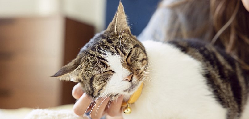 Dzień Kota: 5 faktów o kotach, które mogą Cię zaskoczyć