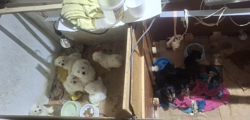 Dramat 44 małych psów i 3 kotów. Prokuratura aresztuje 52-latkę