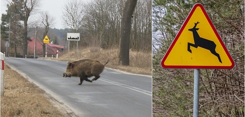 Robi się coraz cieplej, zwierzęta wychodzą na drogi. Policja apeluje