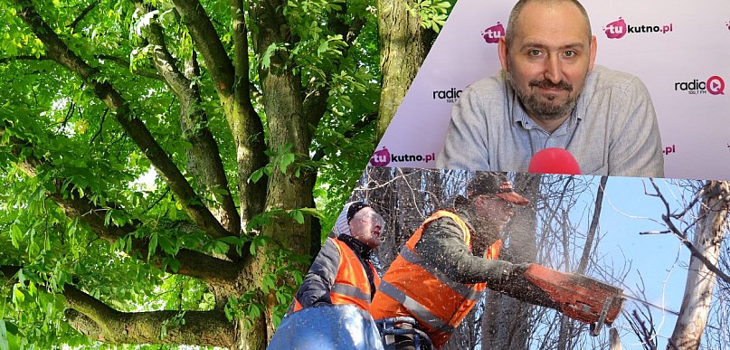 Kasztanowce w pobliżu Ochnii zostaną usunięte