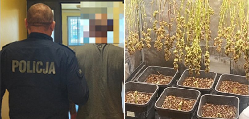 Kutno: 30-latek wpadł z plantacją marihuany. W mieszkaniu 160 gramów narkotyków