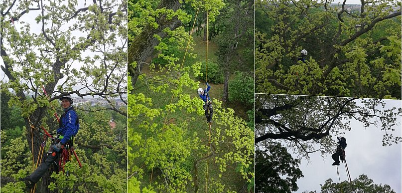 Ratunek dla kutnowskich pomników przyrody: Specjalistyczna pielęgnacja drzew