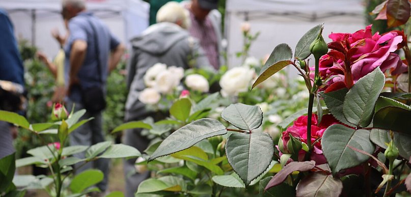 Piknik wśród róż w Kutnie: Eksperci radzą, jak dbać o królową ogrodów
