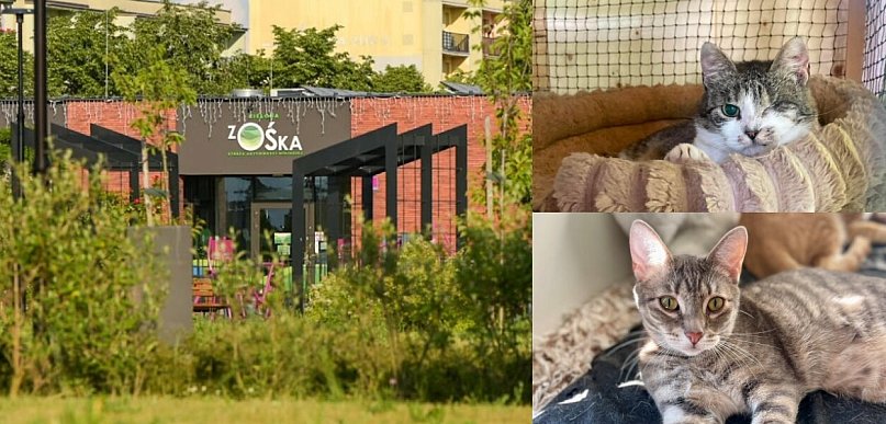 Jedna z najlepszych kocich behawiorystek w Polsce poprowadzi bezpłatny wykład