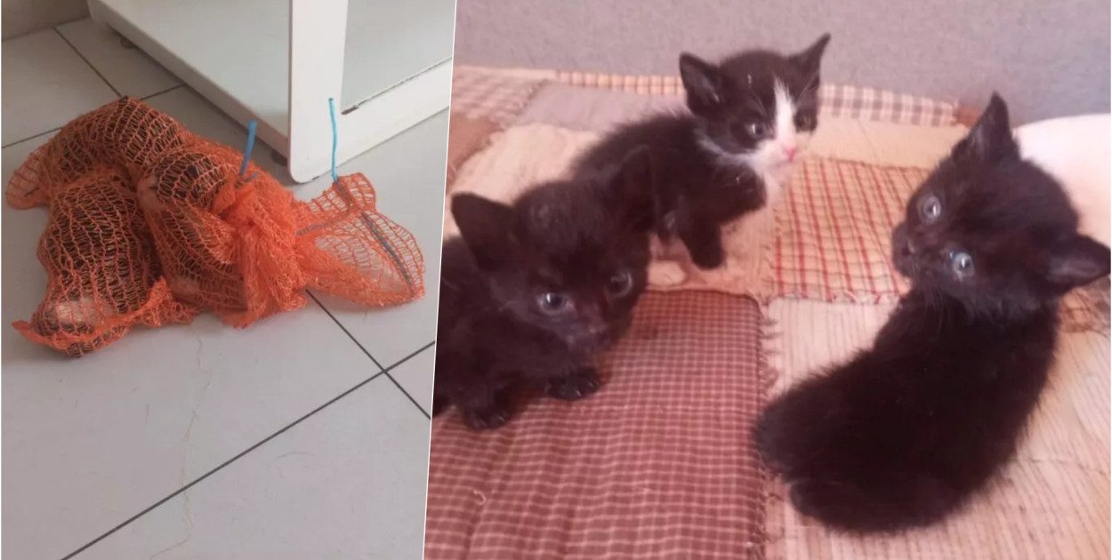 Makabryczne odkrycie podczas spaceru - ktoś wrzucił kotki do worka i porzucił 