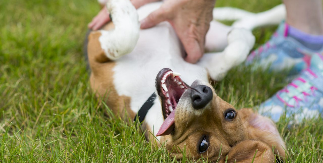 Mars Petcare