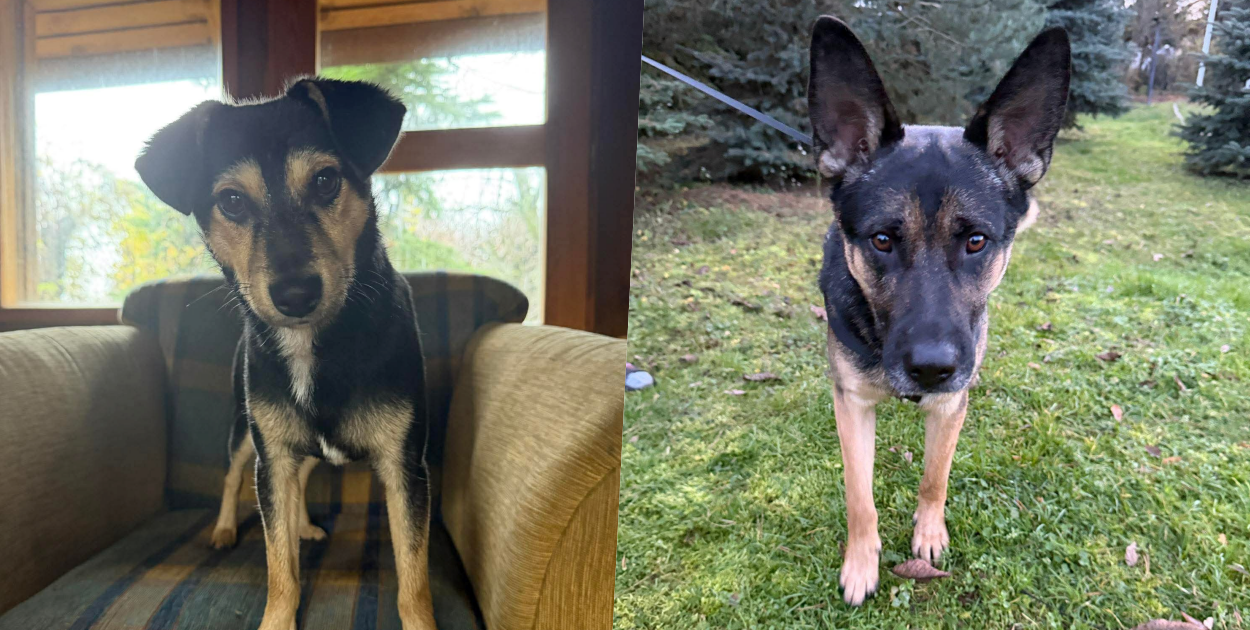 Cztery Łapy Żychlin