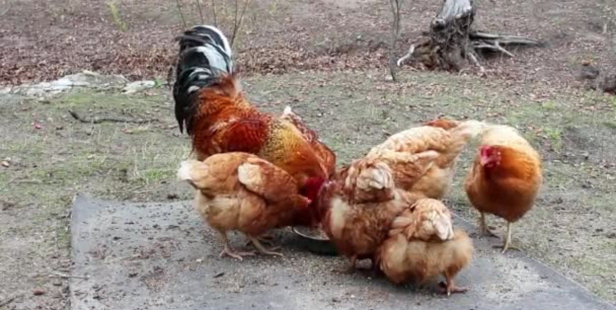 Groźny wirus zagraża stadom. Komunikat PLW w Kutnie