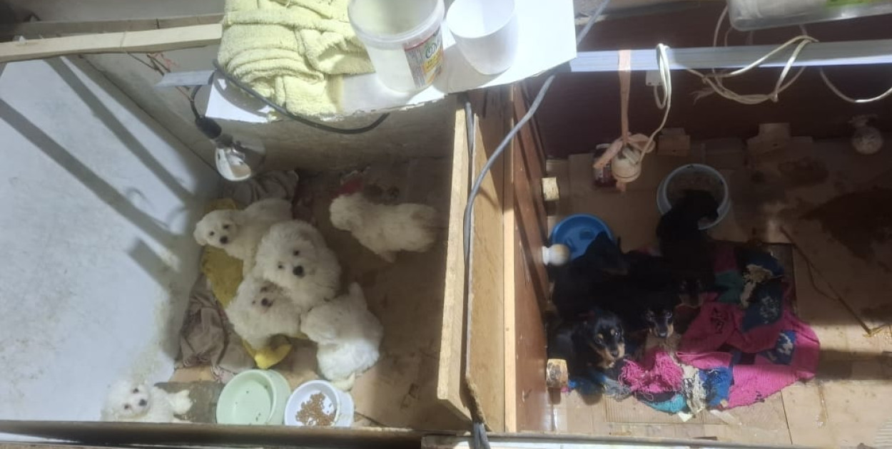 Dramat 44 małych psów i 3 kotów. Prokuratura aresztuje 52-latkę