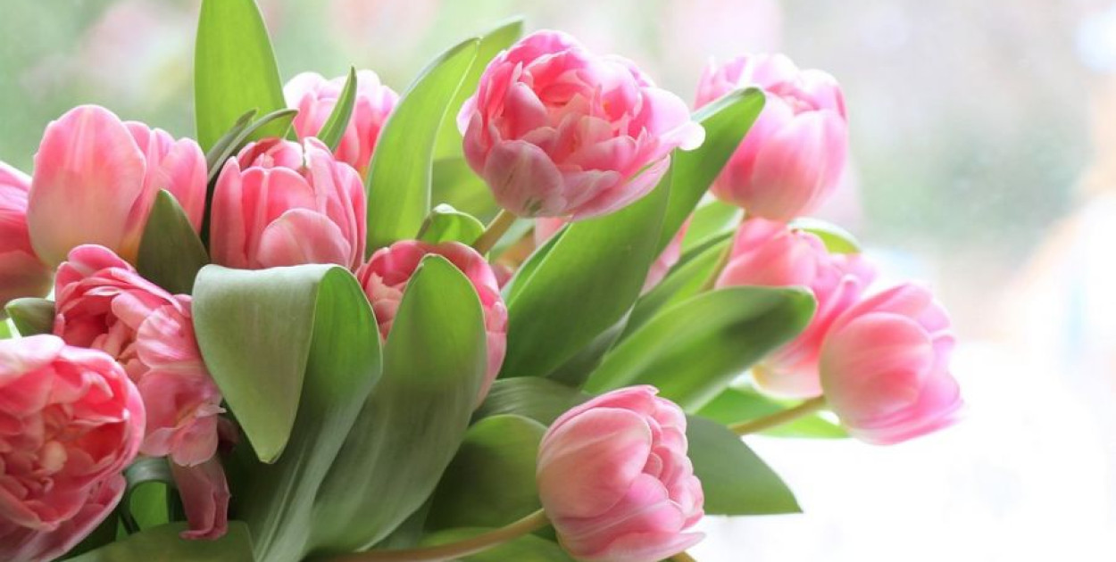 Jak mężczyźni z Kutna przygotowują się do Dnia Kobiet?