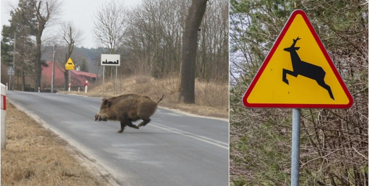 Robi się coraz cieplej, zwierzęta wychodzą na drogi. Policja apeluje