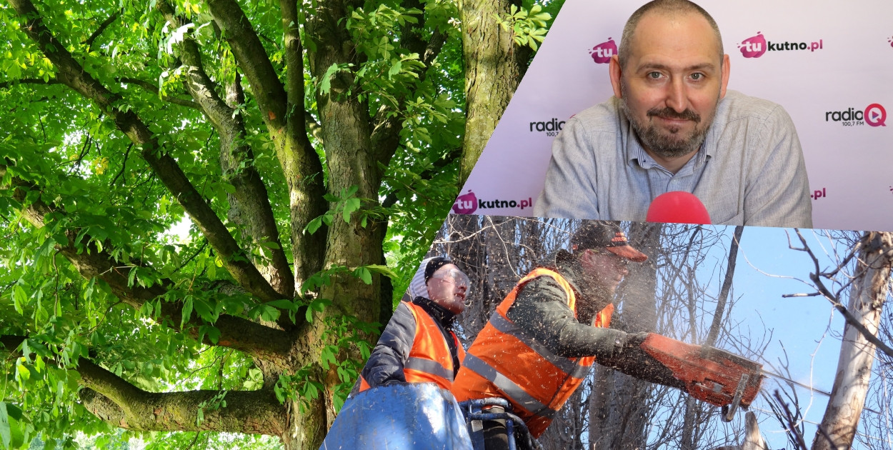 Kasztanowce w pobliżu Ochnii zostaną usunięte