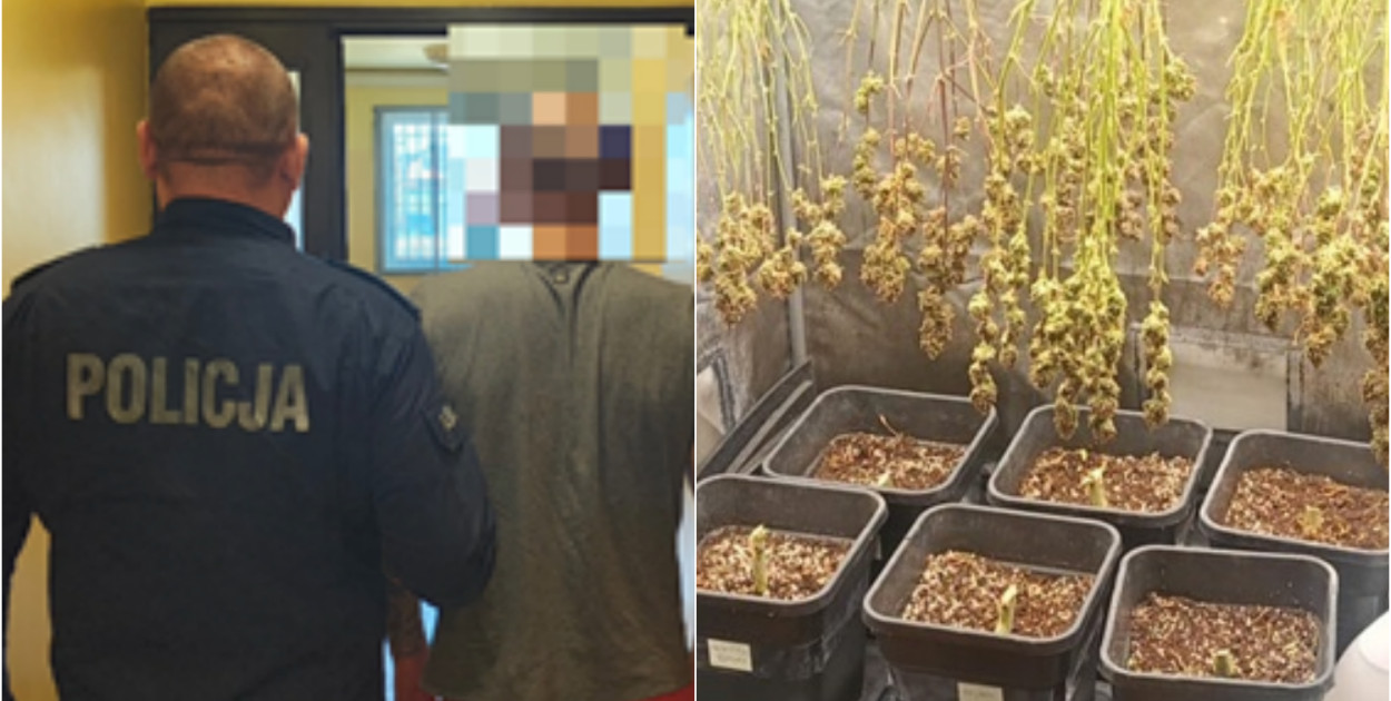 Kutno: 30-latek wpadł z plantacją marihuany. W mieszkaniu 160 gramów narkotyków